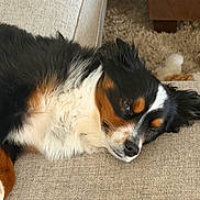 Ace joined the competition — help win amazing prizes! dog, sleeping, couch, beige, fur, tricolor, relaxation, indoor, pet, cozy, carpet, resting, animal, closeup, laying, calm, cute, domestic, home, furniture