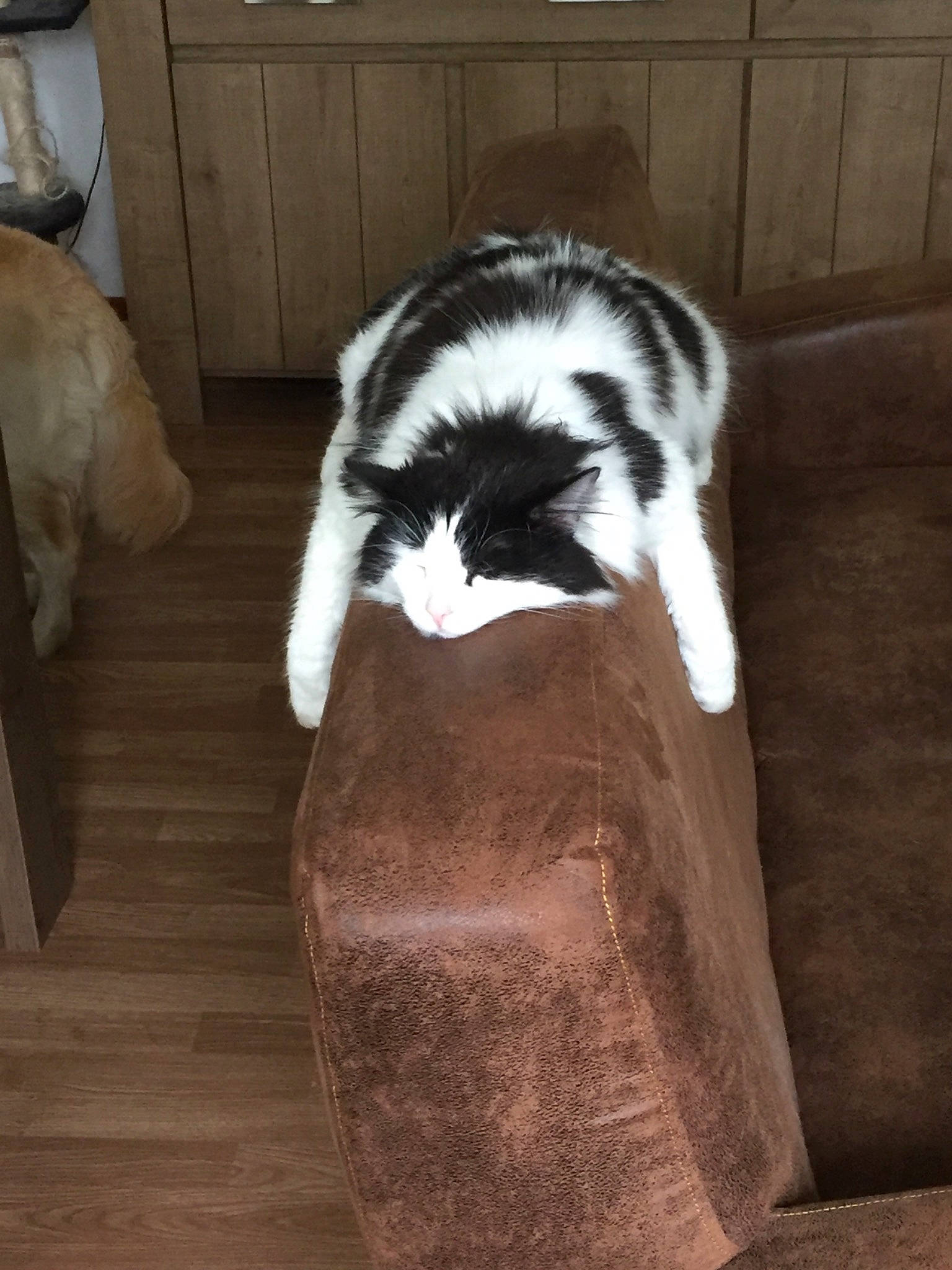 Pépère participe au concours pour gagner de l'argent avec cette photo : carnivore, cat, claw, comfort, companion_dog, domestic_short_haired_cat, fawn, felidae, floor, flooring, fur, hardwood, room, small_to_medium_sized_cats, snout, stairs, tail, terrestrial_animal, whiskers, wood