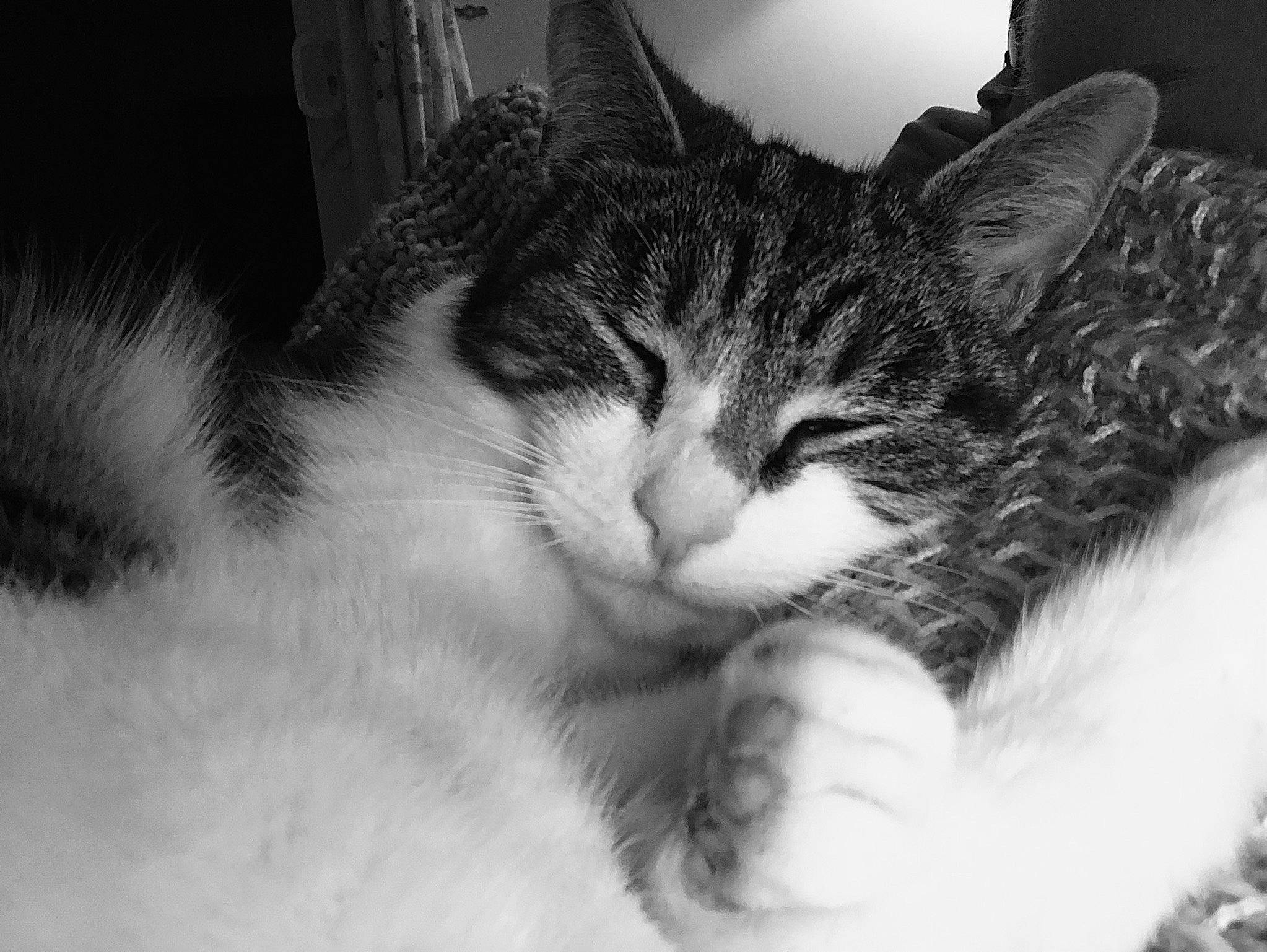 Flora joined the competition — help win amazing prizes! aegean_cat, black_and_white, carnivore, cat, close_up, domestic_short_haired_cat, european_shorthair, eye, felidae, fur, kitten, monochrome, monochrome_photography, nose, photography, sky, small_to_medium_sized_cats, snout, whiskers, white