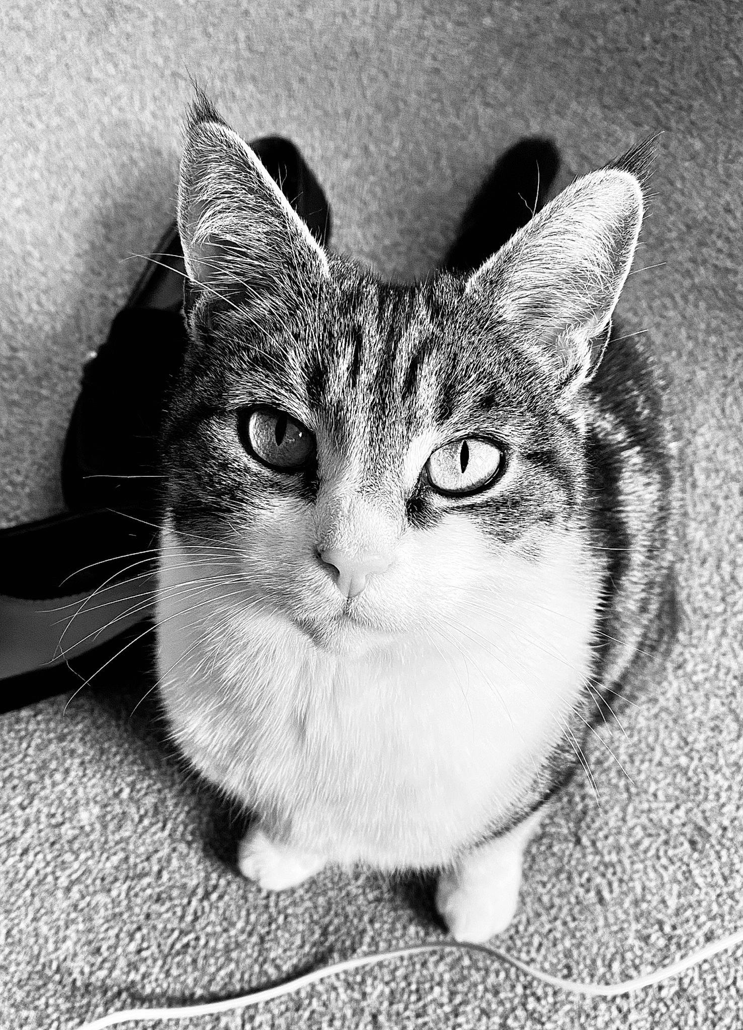 Flora is registered to the contest to win money with this photo: aegean_cat, asian, black_and_white, carnivore, cat, domestic_short_haired_cat, european_shorthair, eye, felidae, mammal, monochrome, monochrome_photography, nose, organ, small_to_medium_sized_cats, snapshot, snout, tabby_cat, whiskers, white