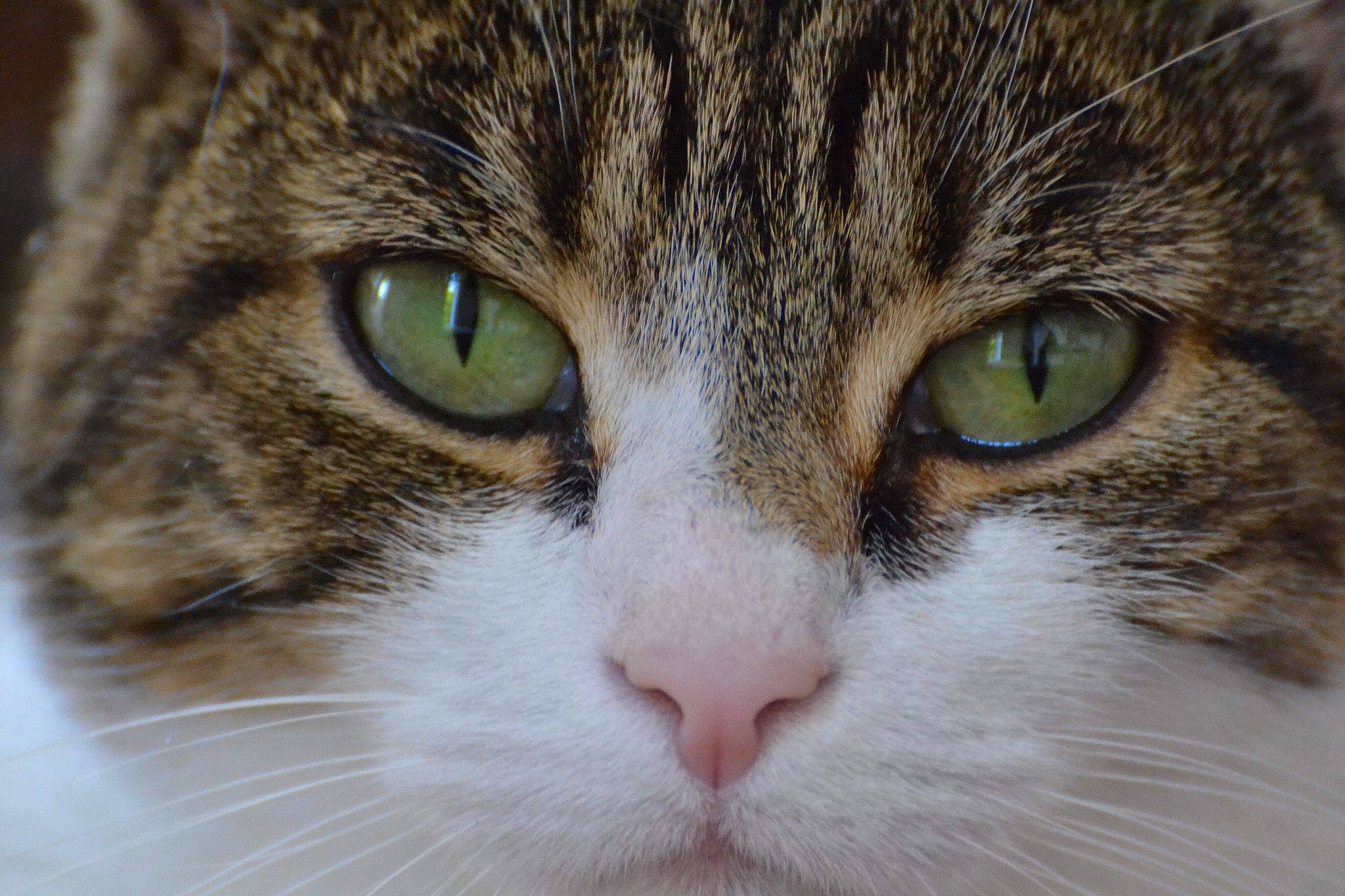 Flora joined the competition — help win amazing prizes! aegean_cat, american_wirehair, carnivore, cat, close_up, domestic_short_haired_cat, dragon_li, european_shorthair, eye, felidae, fur, iris, mammal, nose, organ, siberian, small_to_medium_sized_cats, snout, tabby_cat, whiskers