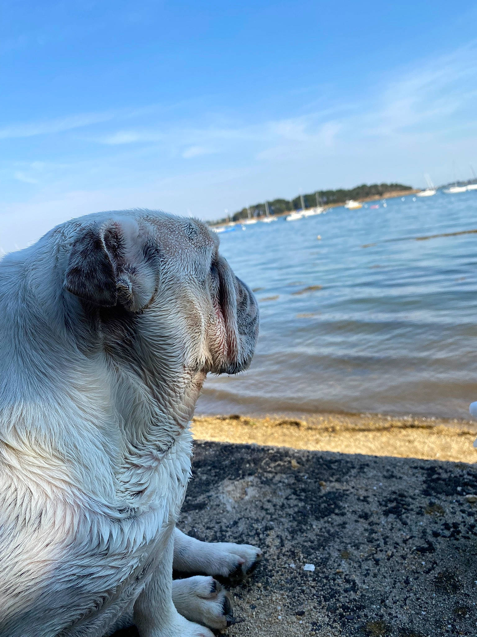Omer participe au concours pour gagner de l'argent avec cette photo : art, beach, carnivore, cloud, horizon, lake, landscape, liquid, marine_mammal, ocean, rock, sculpture, sky, snout, statue, terrestrial_animal, water, wildlife, wind_wave, wood