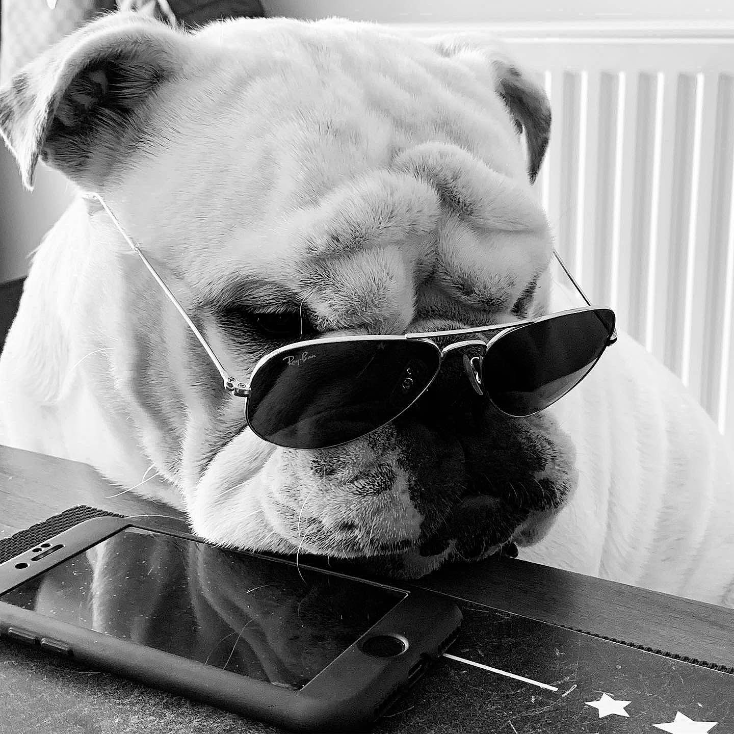 Omer participe au concours pour gagner de l'argent avec cette photo : black, black_and_white, carnivore, comfort, dog, drinkware, eyewear, glasses, goggles, grey, monochrome, monochrome_photography, serveware, snout, style, sunglasses, tableware, vision_care, whiskers, white