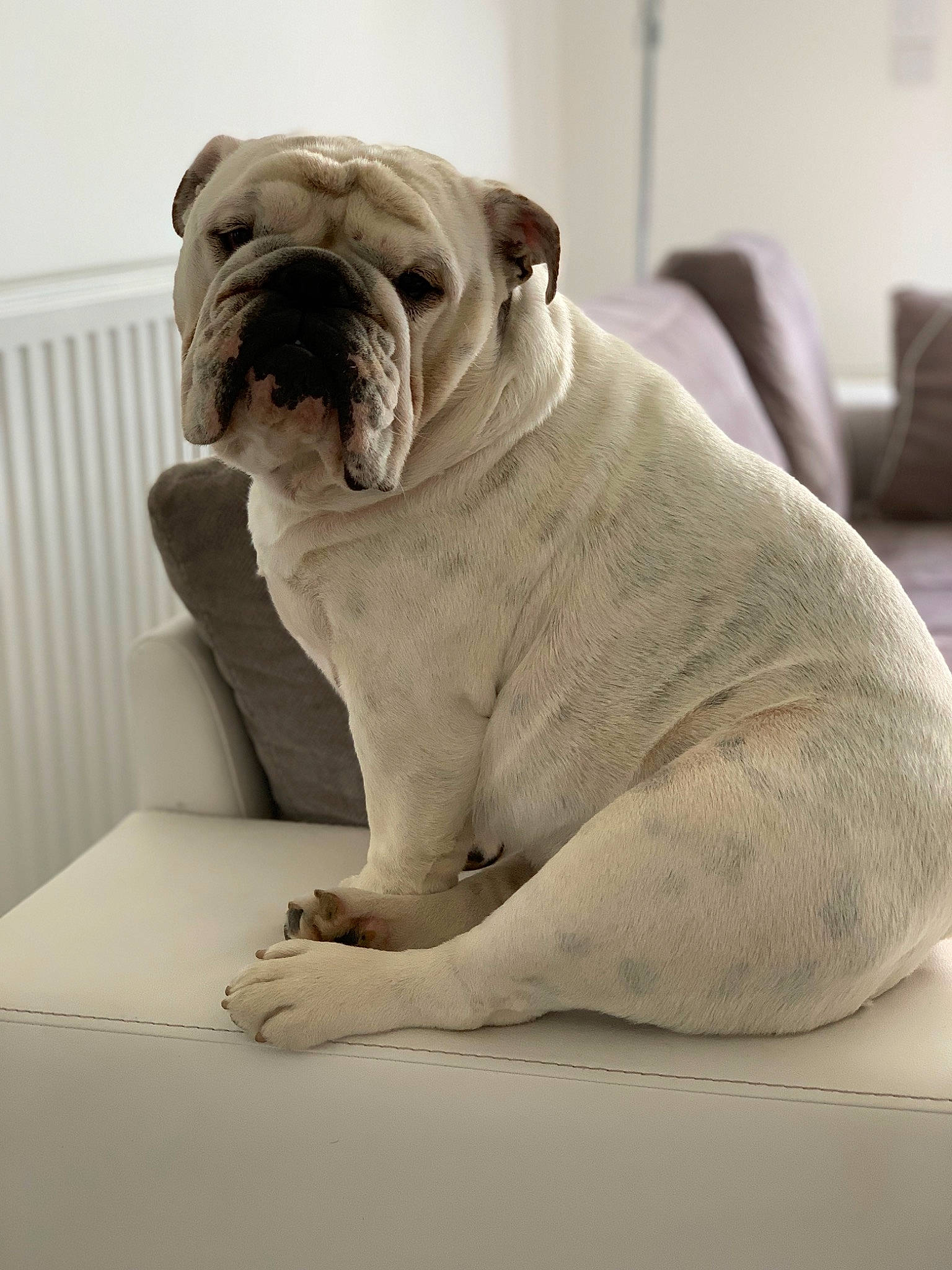Omer a rejoint le concours — aidez-le/la à gagner de superbes lots ! ancient_dog_breeds, art, bulldog, canidae, carnivore, comfort, companion_dog, dog, dog_breed, dorset_olde_tyme_bulldogge, fawn, molosser, non_sporting_group, snout, sporting_group, terrestrial_animal, toy_dog, white_english_bulldog, working_animal, wrinkle