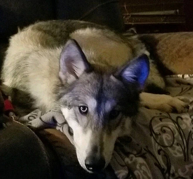 Serenity joined the competition — help win amazing prizes! ancient_dog_breeds, canidae, canis, carnivore, companion_dog, dog, dog_breed, fur, jaw, non_sporting_group, sled_dog, snout, sporting_group, terrestrial_animal, wildlife, working_animal, working_dog