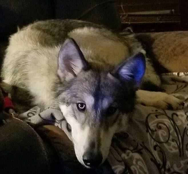 Serenity is registered to the contest to win money with this photo: ancient_dog_breeds, canidae, canis, carnivore, companion_dog, dog, dog_breed, fur, jaw, non_sporting_group, snout, sporting_group, terrestrial_animal, whiskers, wildlife, working_animal, working_dog