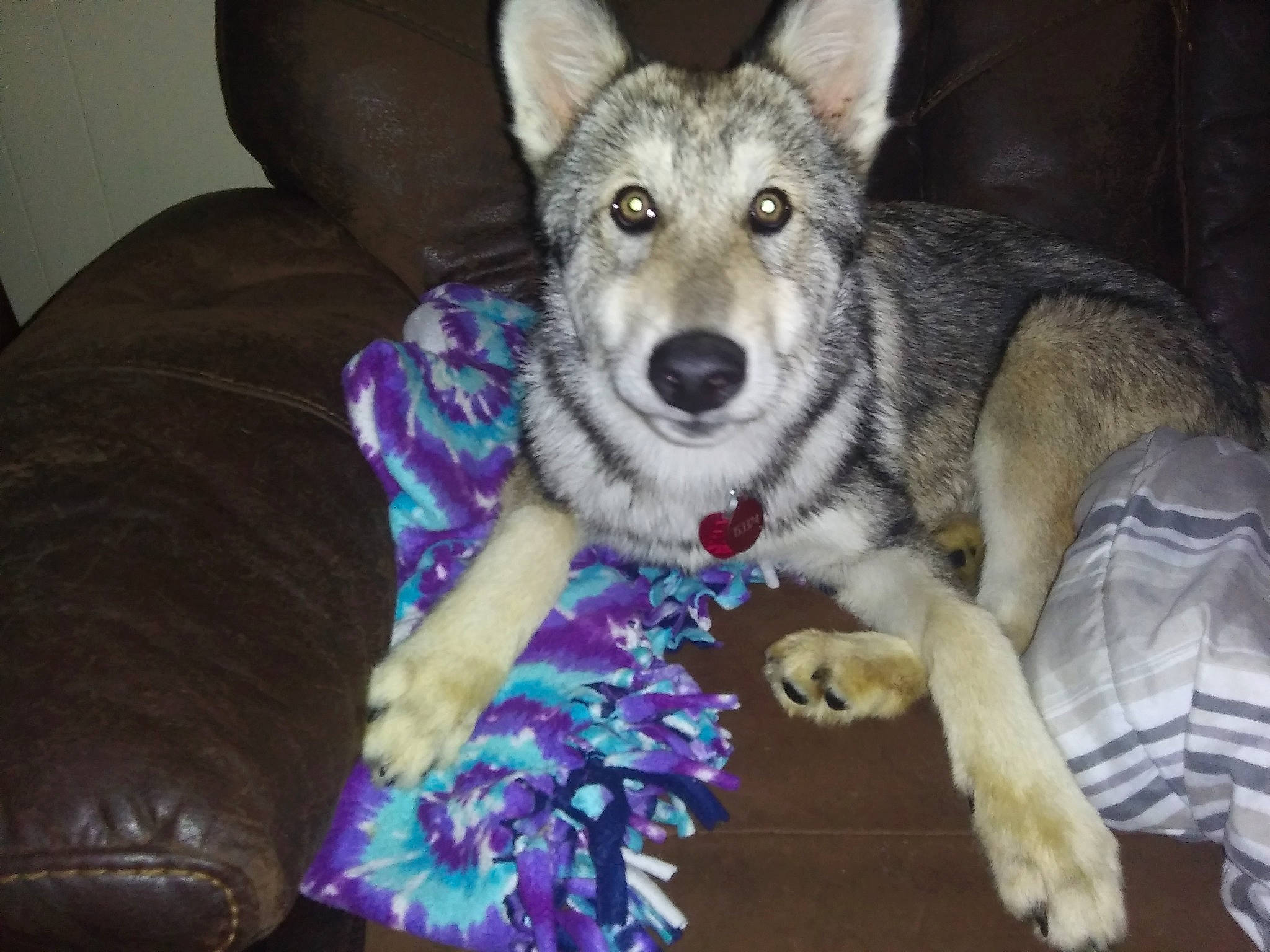 Serenity is registered to the contest to win money with this photo: alaskan_malamute, canidae, carnivore, czechoslovakian_wolfdog, dog, dog_breed, jamthund, mammal, native_american_indian_dog, northern_inuit_dog, norwegian_elkhound, saarloos_wolfdog, sakhalin_husky, seppala_siberian_sleddog, siberian_husky, tamaskan_dog, utonagan, vertebrate, west_siberian_laika, wolfdog