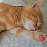 Mirou participe au concours pour gagner de l'argent avec cette photo : kitten, cat, sleeping, orange_tabby, paw, pink_paw_pads, fur, close_up, bed, bedding, patterned_bed, pet, cute, animal, resting, soft, fluffy, domestic_cat, indoor, cozy