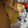 kitten, cat, orange_tabby, towel, cardboard_box, plush_toy, zebra_toy, blanket, sleepy, cute, pet, indoor, furry, small, animal, soft, resting, young, cozy, domestic
