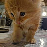 kitten, cat, orange_cat, close_up, blue_eyes, curious, furry, pet, animal, indoor, soft_light, whiskers, cute, young, small, domestic_cat, table, blurred_background, warm_light, feline