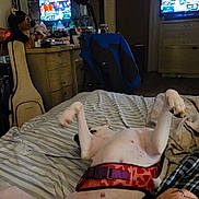 Olive is registered to the contest to win money with this photo: dog, bed, harness, striped_bedspread, guitar_case, stuffed_animal, tv_screen, person_hand, drawer, chair, mirror, bottle, jacket, room_interior, blanket, paw, relaxing, home, night, cozy