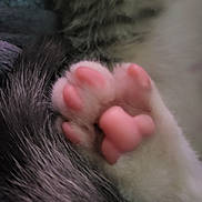 Princess Leia is registered to the contest to win money with this photo: cat, paw, paw_pads, close_up, fur, pink, soft, animal, pet, whiskers, claw, feline, cute, mammal, texture, macro, resting, sleeping, domestic_animal, detail