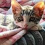 kitten, cat, animal, pet, feline, cute, cozy, blanket, soft, fur, whiskers, ears, sleepy, relaxed, indoor, closeup, cute_animal, domestic_animal, young_cat, sunlight