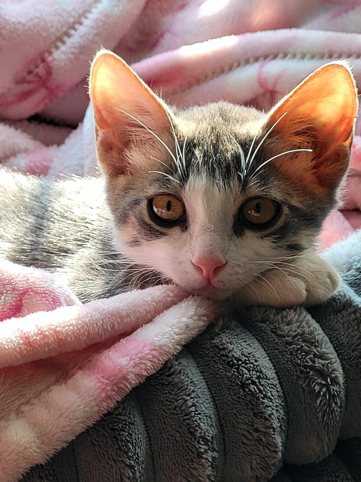Princess Leia is registered to the contest to win money with this photo: kitten, cat, animal, pet, feline, cute, cozy, blanket, soft, fur, whiskers, ears, sleepy, relaxed, indoor, closeup, cute_animal, domestic_animal, young_cat, sunlight