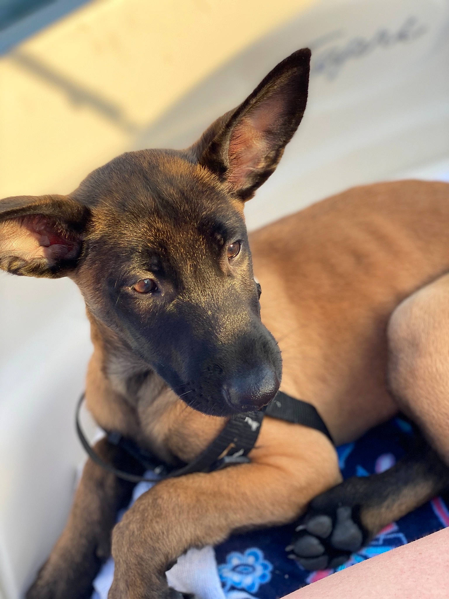 Maximus is registered to the contest to win money with this photo: canidae, carnivore, dog, dog_breed, ear, fawn, italian_greyhound, mammal, potcake_dog, rare_breed_dog, snout, vertebrate, whippet, whiskers