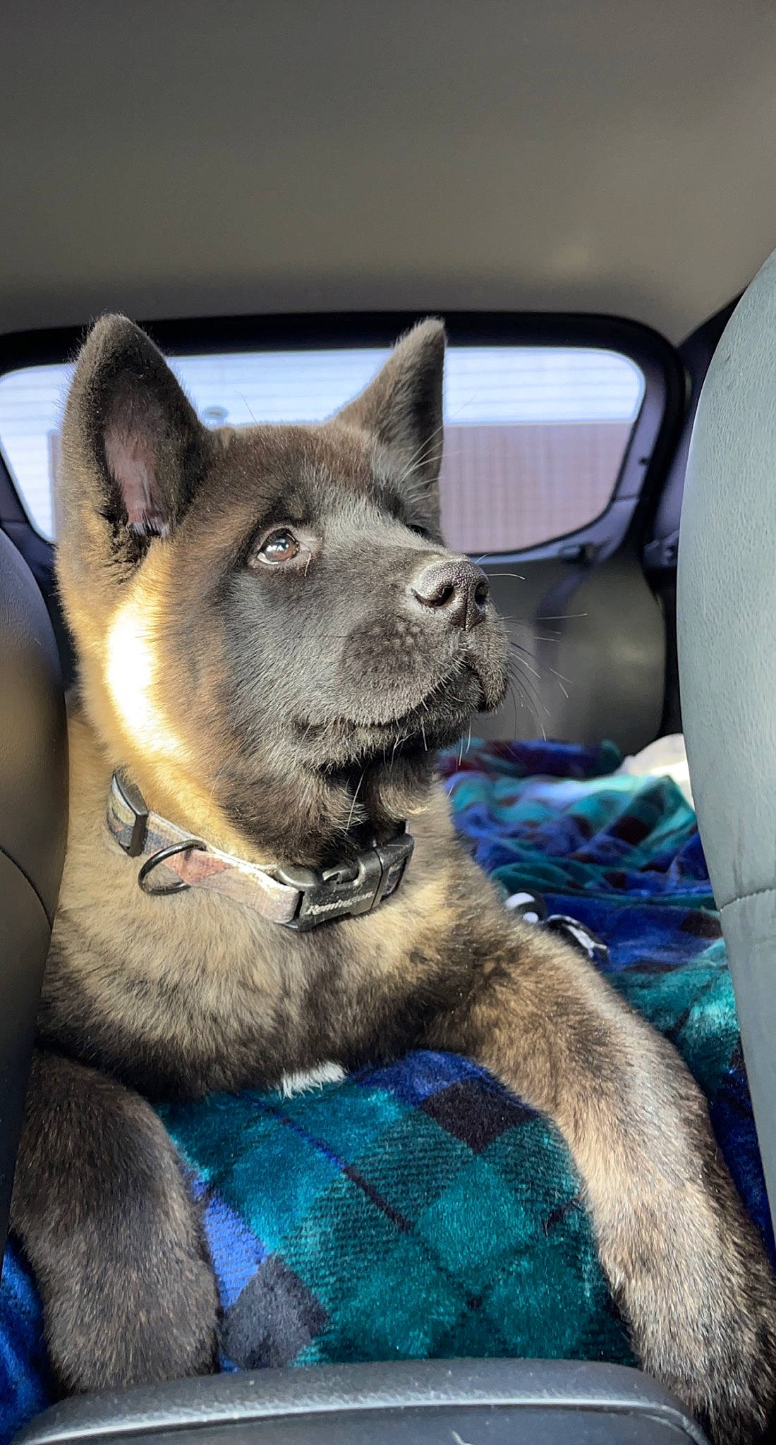 Harlee is registered to the contest to win money with this photo: canidae, car, car_seat, carnivore, collar, companion_dog, dog, dog_breed, dog_collar, electric_blue, fawn, fur, sporting_group, terrestrial_animal, vehicle, whiskers, window, windshield, working_animal, working_dog