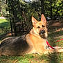 dog, german_shepherd, outdoor, grass, leash, sunlight, tree, pond, nature, pet, canine, animal, garden, relaxed, alert, ears_up, daytime, mammal, fur, sitting