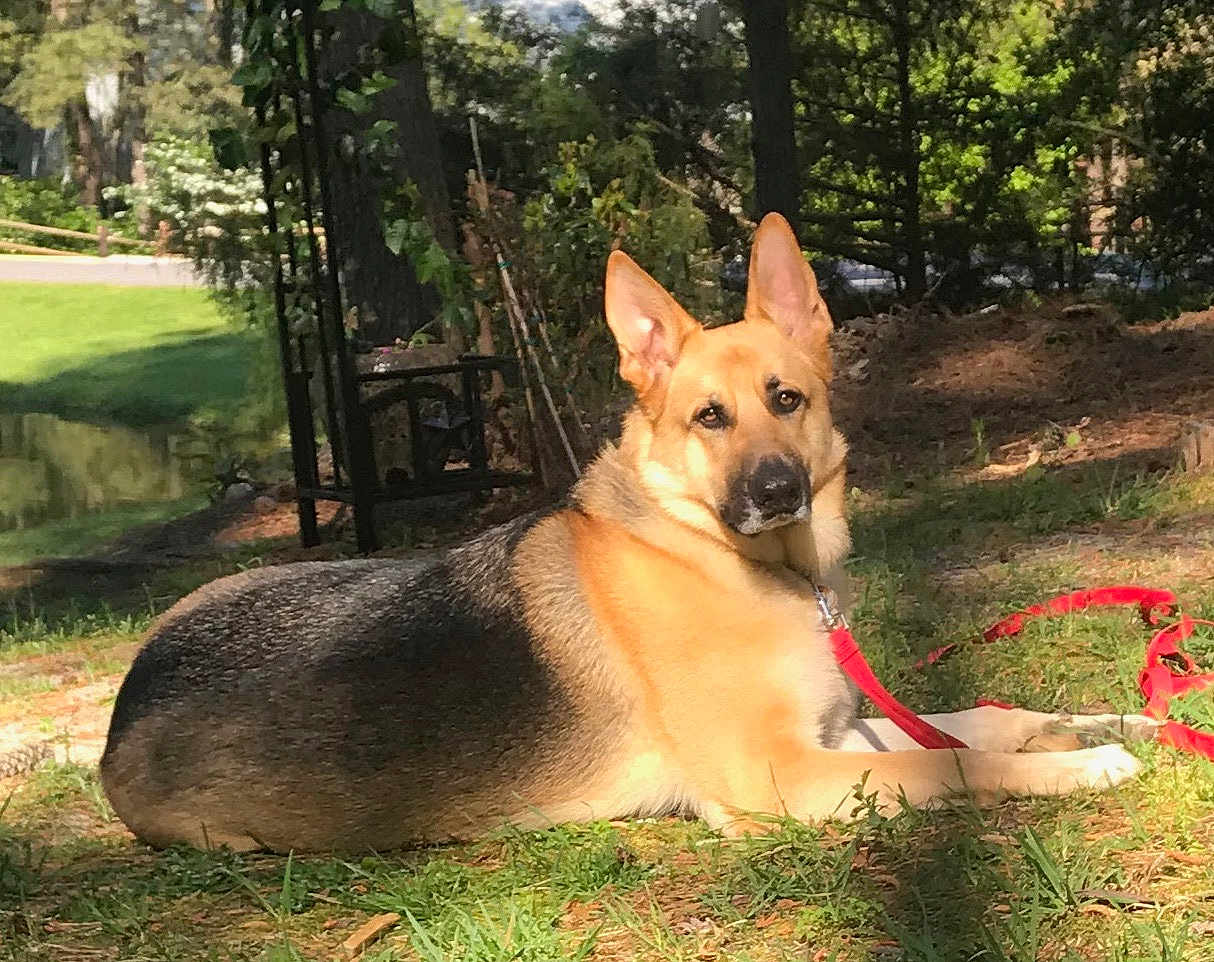 Maximus is registered to the contest to win money with this photo: dog, german_shepherd, outdoor, grass, leash, sunlight, tree, pond, nature, pet, canine, animal, garden, relaxed, alert, ears_up, daytime, mammal, fur, sitting