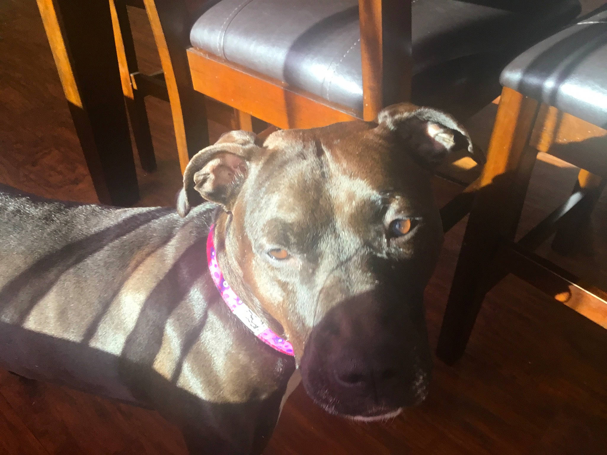 Jenna is registered to the contest to win money with this photo: american_pit_bull_terrier, canidae, carnivore, dog, dog_breed, dog_collar, ear, fawn, greyhound, lurcher, mammal, non_sporting_group, snout, vertebrate, whiskers