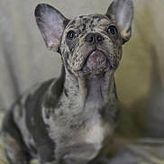 Benji joined the competition — help win amazing prizes! adorable, animal, background_blur, brindle, canine, closeup, cute, dog, ears, eyes, french_bulldog, fur, indoor, looking_up, nose, pet, portrait, puppy, sitting, whiskers