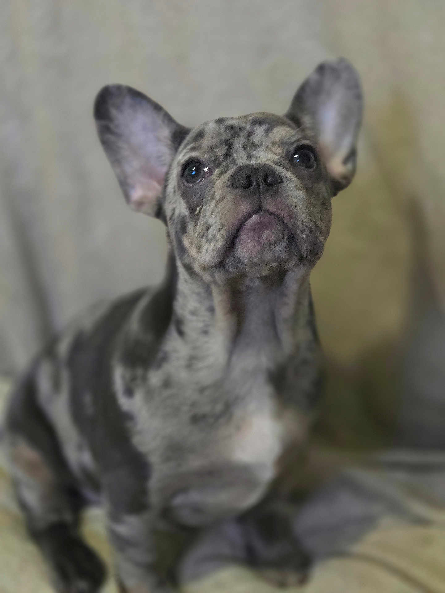 Benji