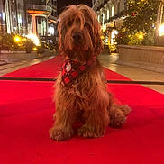 Pango a rejoint le concours — aidez-le/la à gagner de superbes lots ! animal, architecture, building, canine, city, dog, face, fashion, head, lighting, officebuilding, outdoors, person, pet, premiere, redcarpet, road, street, terrier, urban