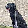 Nougat a rejoint le concours — aidez-le/la à gagner de superbes lots ! dog, black_dog, leash, sitting, moss, concrete, brick_wall, outdoor, pet, canine, collar, happy, tongue_out, fur, side_view, animal, companion, friendly, daylight, pavement