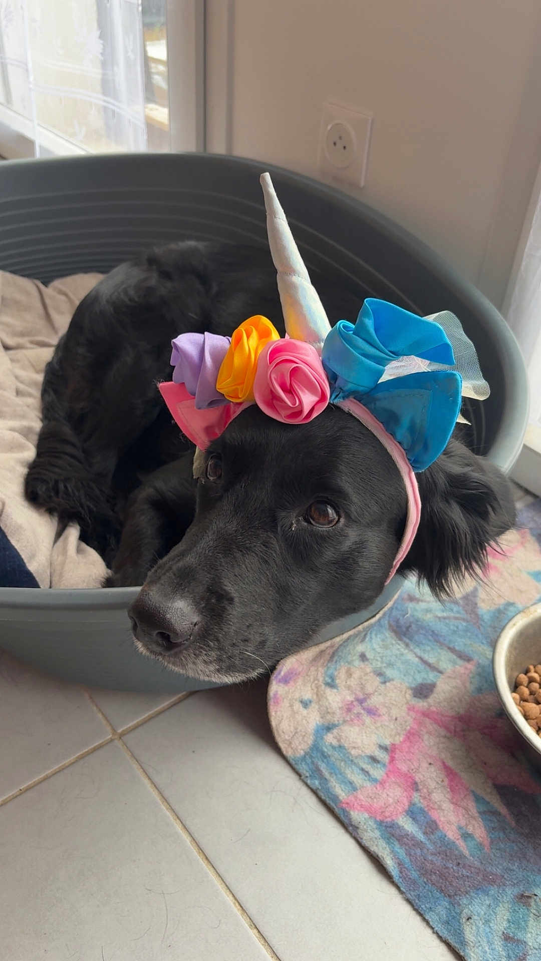 Nougat participe au concours pour gagner de l'argent avec cette photo : dog, black_dog, pet_bed, unicorn_headband, indoor, floor_tile, dog_food, bowl, window, natural_light, floral_mat, resting, animal_accessory, headwear, cute, domestic_animal, close_up, portrait, calm, cozy