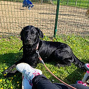 Nougat participe au concours pour gagner de l'argent avec cette photo : dog, black_dog, grass, flowers, leash, person, shoe, sneaker, pink, white, tricycle, playground, fence, sunlight, outdoor, pet, resting, greenery, yellow_flowers, toy