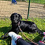 dog, black_dog, grass, flowers, leash, person, shoe, sneaker, pink, white, tricycle, playground, fence, sunlight, outdoor, pet, resting, greenery, yellow_flowers, toy