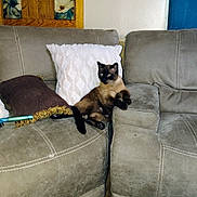 Mau Baby joined the competition — help win amazing prizes! cat, siamese_cat, sofa, couch, pillow, carpet, rug, wall_art, wood_paneling, indoor, home, furniture, pet, relaxed, resting, animal, cozy, living_room, decor, domestic_cat