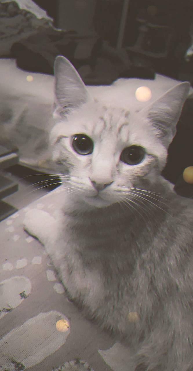 Pichou participe au concours pour gagner de l'argent avec cette photo : carnivore, cat, cat_furniture, computer_keyboard, domestic_short_haired_cat, fawn, felidae, fur, paw, small_to_medium_sized_cats, snout, whiskers, window