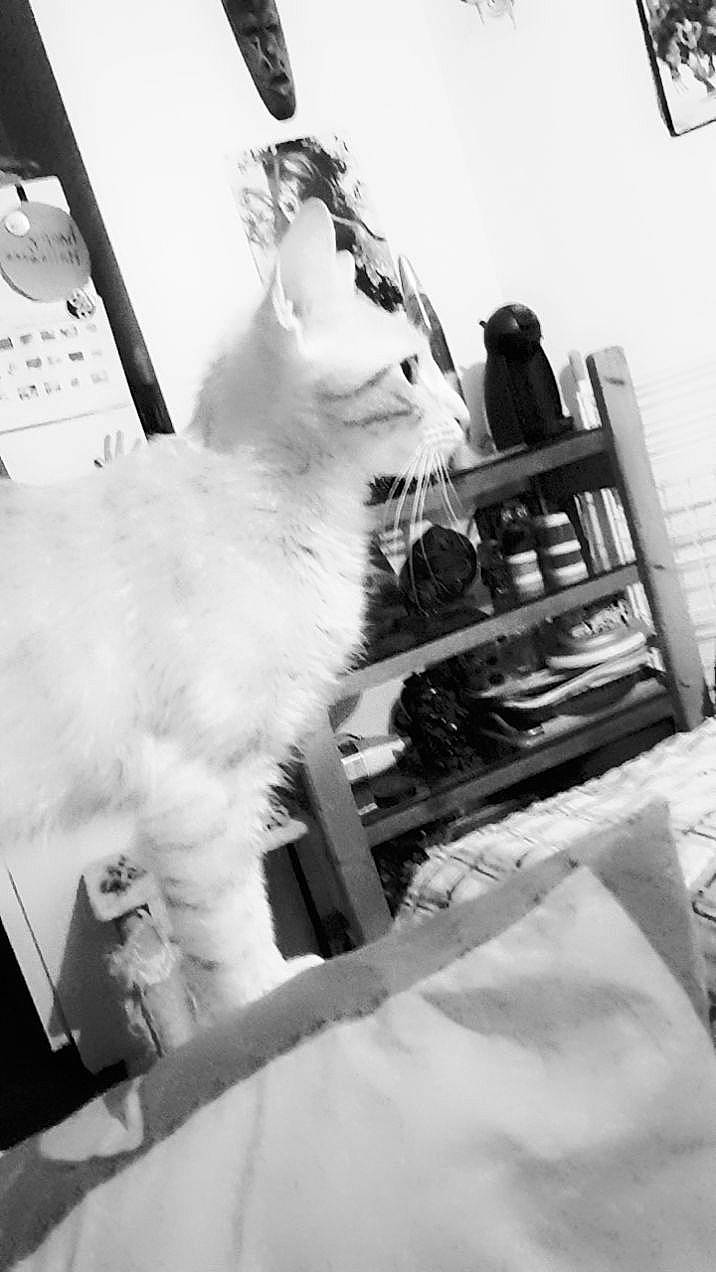 Pichou a rejoint le concours — aidez-le/la à gagner de superbes lots ! art, black_and_white, carnivore, cat, chair, felidae, fur, monochrome, monochrome_photography, room, small_to_medium_sized_cats, style, whiskers