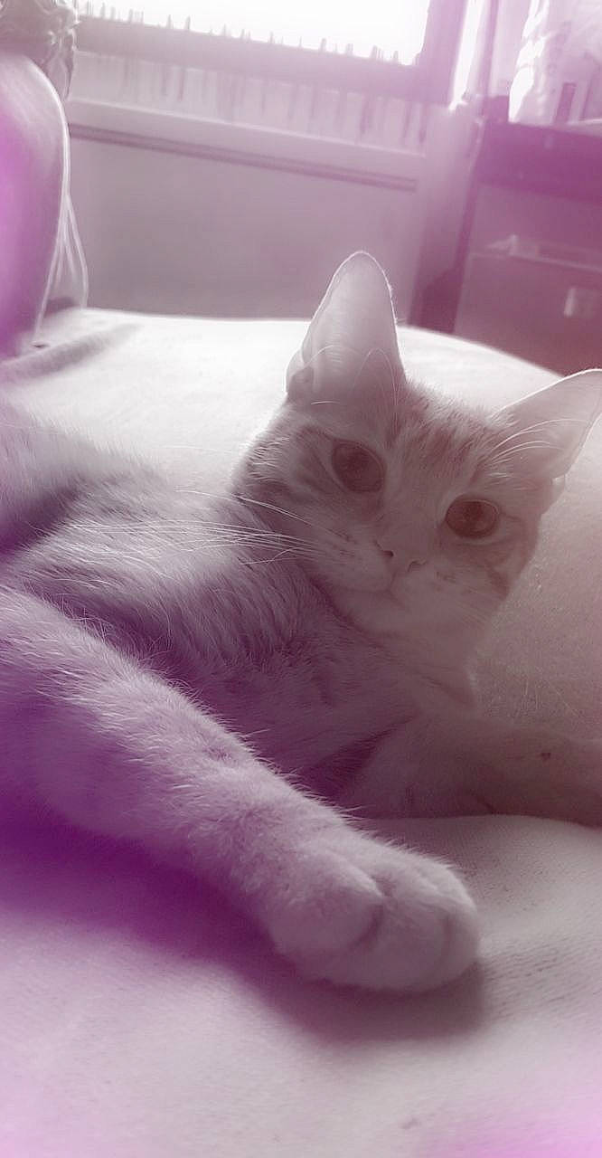 Pichou a rejoint le concours — aidez-le/la à gagner de superbes lots ! bed, carnivore, cat, claw, comfort, domestic_short_haired_cat, ear, felidae, fur, grey, magenta, monochrome_photography, paw, small_to_medium_sized_cats, snout, tail, whiskers