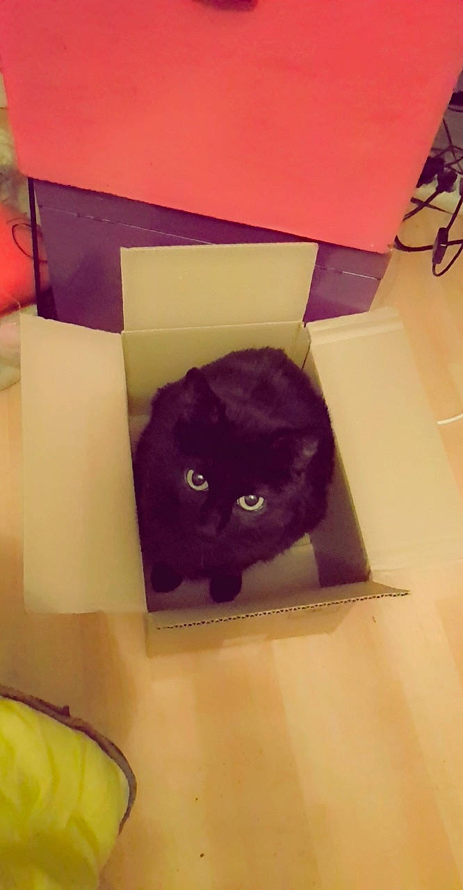 Hera participe au concours pour gagner de l'argent avec cette photo : black_cat, carnivore, cat, fawn, felidae, purple, small_to_medium_sized_cats