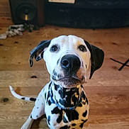 William Spock joined the competition — help win amazing prizes! dog, dalmatian, puppy, pet, indoor, wooden_floor, living_room, black_and_white, sitting, looking_up, ears, collar, cute, animal, canine, floor, home, furniture, domestic_animal, portrait
