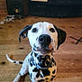 dog, dalmatian, puppy, pet, indoor, wooden_floor, living_room, black_and_white, sitting, looking_up, ears, collar, cute, animal, canine, floor, home, furniture, domestic_animal, portrait