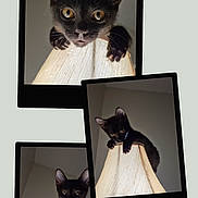 Snuckums joined the competition — help win amazing prizes! black_cat, kitten, lamp, lampshade, indoor, curious, playful, pet, animal, feline, whiskers, ears, climbing, collage, three_photos, neutral_background, soft_lighting, cute, young_cat, eyes