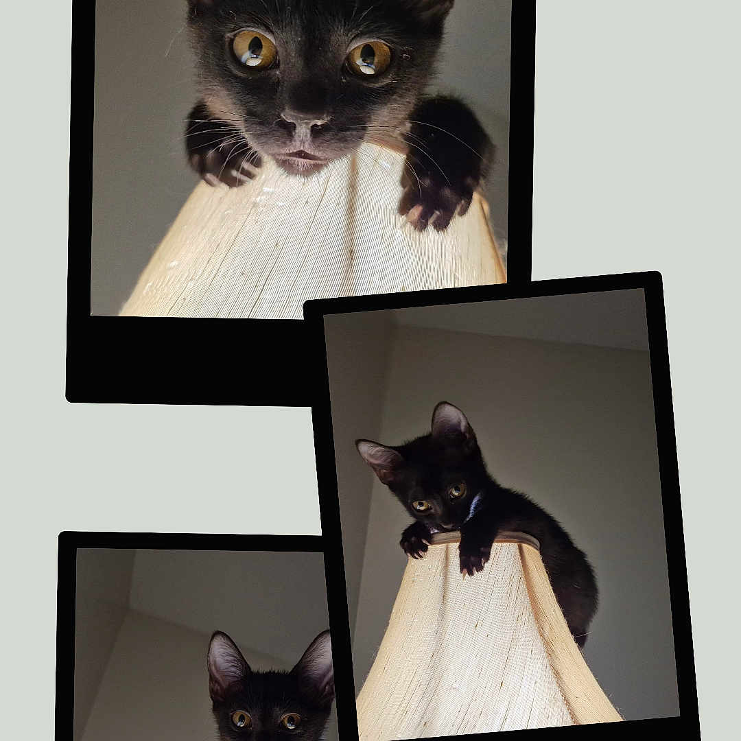 Snuckums joined the competition — help win amazing prizes! animal, black_cat, climbing, collage, curious, cute, ears, eyes, feline, indoor, kitten, lamp, lampshade, neutral_background, pet, playful, soft_lighting, three_photos, whiskers, young_cat