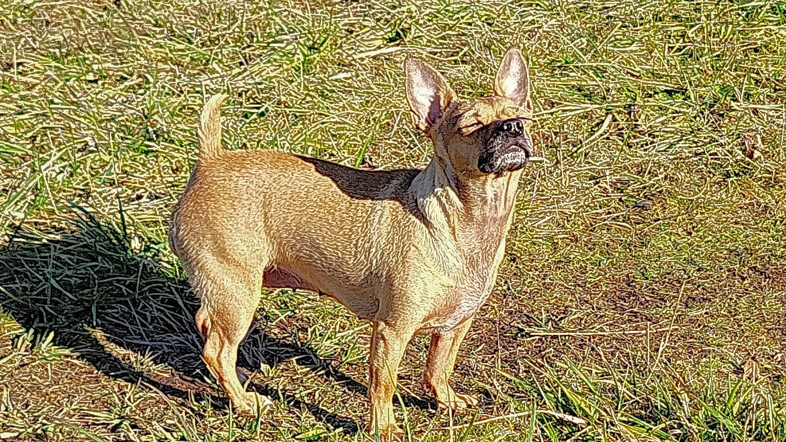 Katie Lynn joined the competition — help win amazing prizes! biting, canidae, carnivore, companion_dog, corgi_chihuahua, dog, dog_breed, dog_supply, fawn, fur, grass, hunting_dog, non_sporting_group, snout, sporting_group, tail, terrestrial_animal, toy_dog, wildlife, working_animal