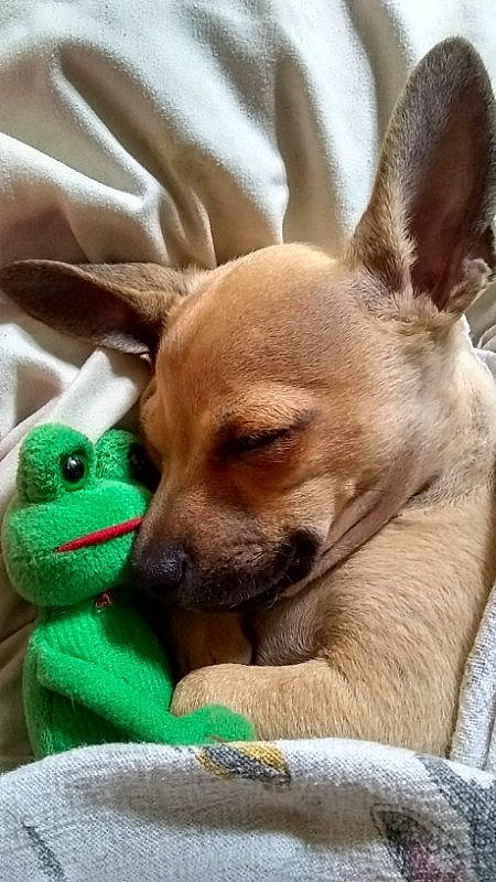 Katie Lynn joined the competition — help win amazing prizes! ancient_dog_breeds, carnivore, chihuahua, collar, comfort, companion_dog, dog, dog_breed, dog_supply, ear, fawn, felidae, fur, mammal, paw, snout, terrestrial_animal, toy, toy_dog, whiskers