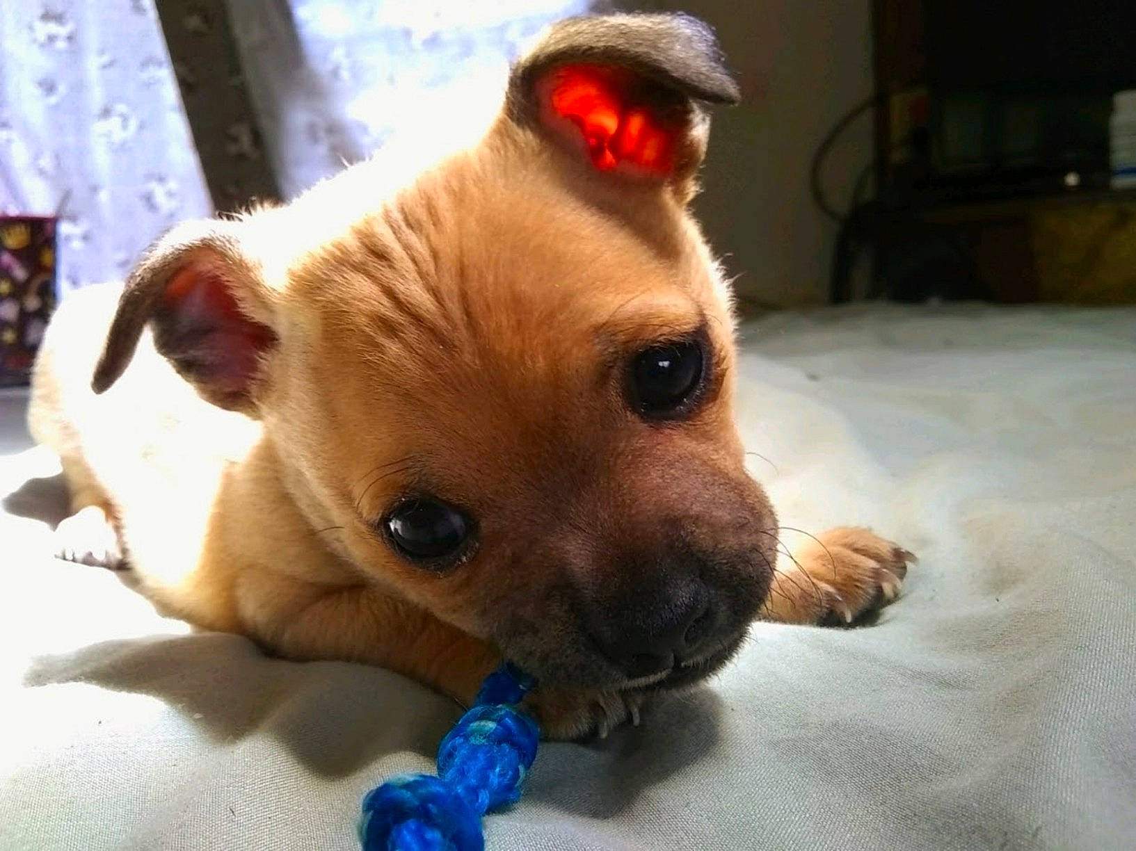 Katie Lynn is registered to the contest to win money with this photo: carnivore, chihuahua, collar, companion_dog, dog, dog_breed, dog_clothes, dog_supply, dog_toy, ear, fawn, fur, paw, pet_supply, snout, sporting_group, terrestrial_animal, toy_dog, whiskers, working_animal