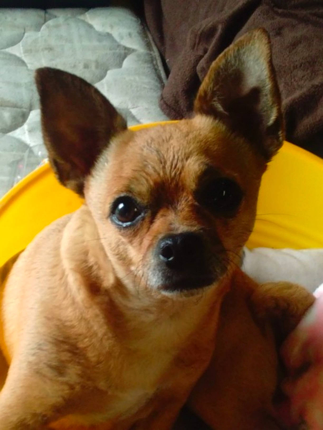 Ellie Mae is registered to the contest to win money with this photo: ancient_dog_breeds, canidae, carnivore, comfort, companion_dog, corgi_chihuahua, dog, dog_breed, ear, eye, fawn, fur, liver, puppy, snout, sporting_group, terrestrial_animal, toy_dog, whiskers, working_animal