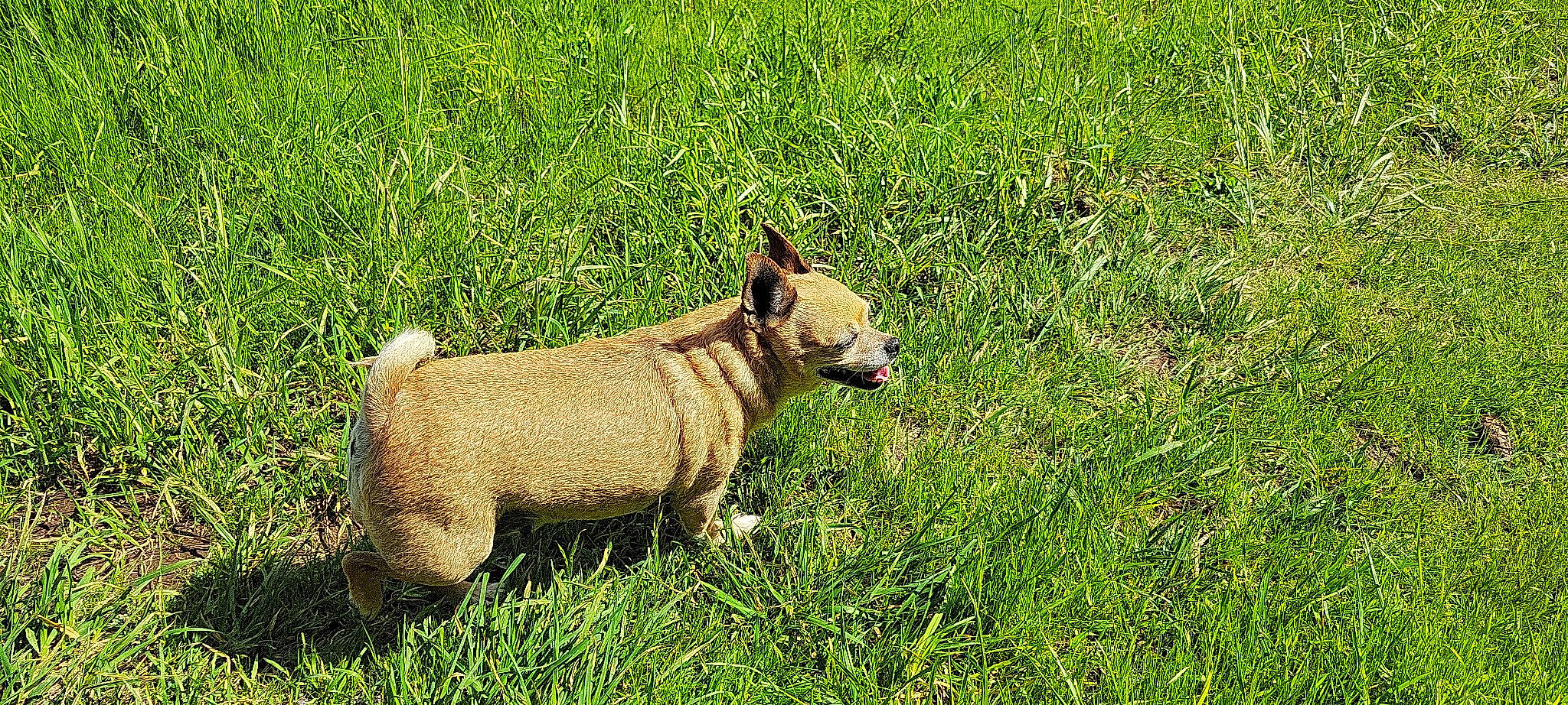 Ellie Mae joined the competition — help win amazing prizes! canidae, carnivore, companion_dog, corgi_chihuahua, dog, dog_breed, fawn, grass, grassland, groundcover, meadow, natural_landscape, pasture, plant, prairie, snout, sporting_group, tail, terrestrial_animal, working_animal