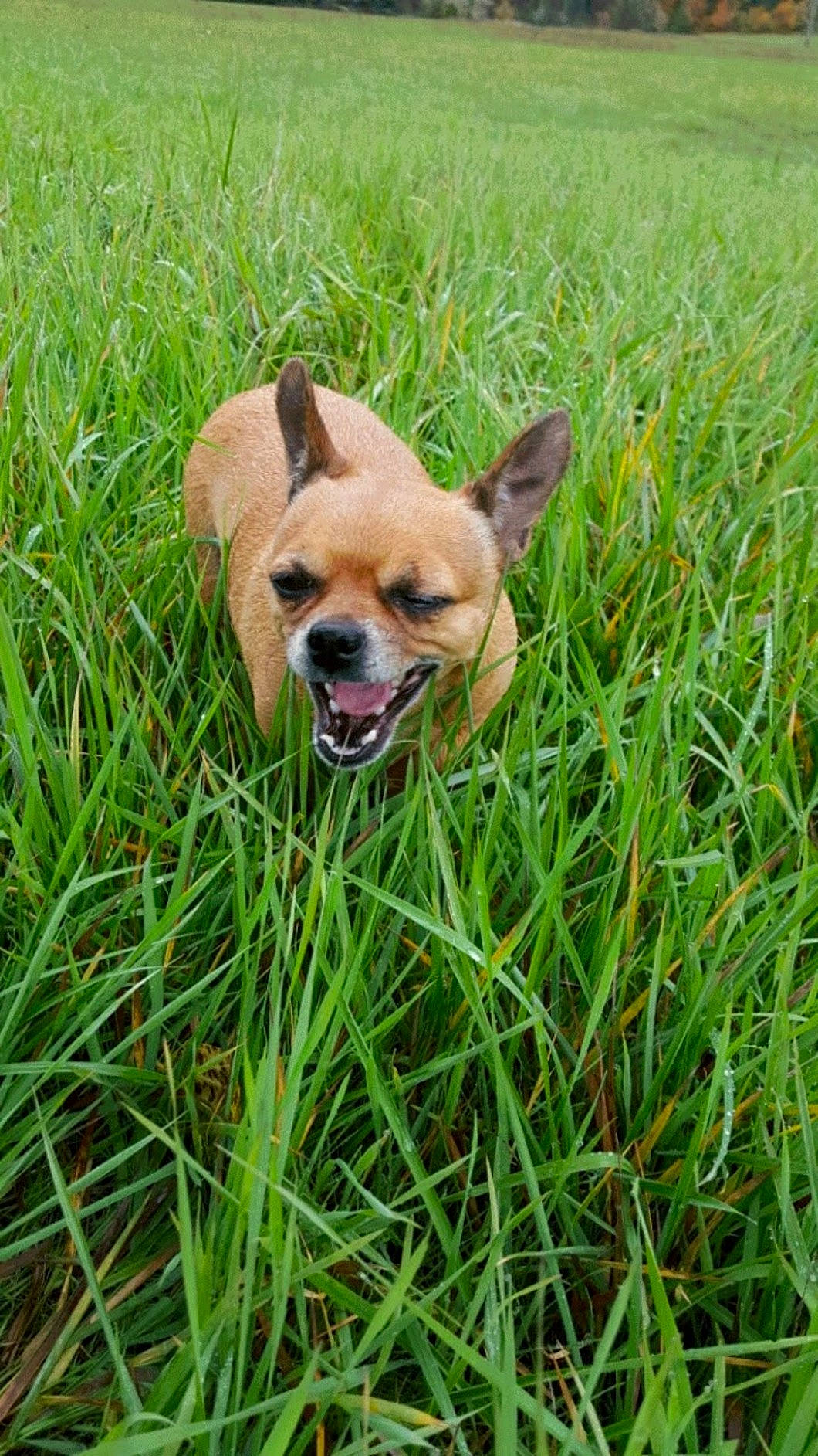 Ellie Mae joined the competition — help win amazing prizes! canidae, carnivore, chihuahua, companion_dog, dog, dog_breed, fawn, grass, grass_family, grassland, groundcover, lawn, plant, prairie, snout, sporting_group, sunglasses, toy_dog, whiskers, working_animal