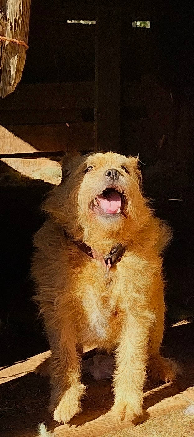 Terry The Terror is registered to the contest to win money with this photo: ancient_dog_breeds, canidae, carnivore, companion_dog, corgi_chihuahua, dog, dog_breed, dog_collar, fang, fawn, fur, giant_dog_breed, non_sporting_group, paw, small_terrier, sporting_group, terrier, whiskers, working_animal, yawn