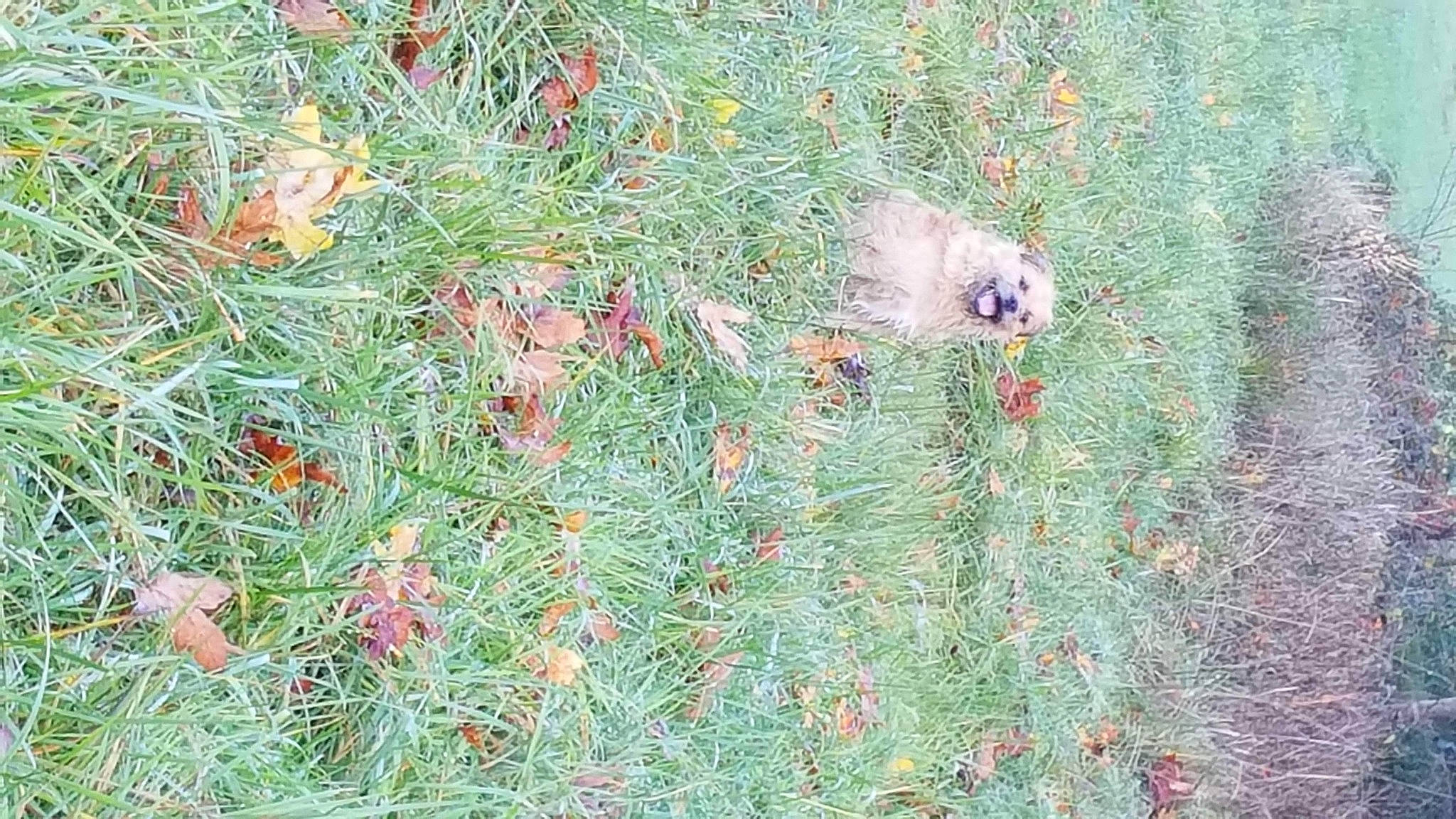 Terry The Terror joined the competition — help win amazing prizes! carnivore, conifer, flower, flowering_plant, fur, grass, grass_family, groundcover, herb, herbaceous_plant, landscape, plant, shrub, shrubland, soil, subshrub, terrestrial_animal, tree, wildflower, wildlife