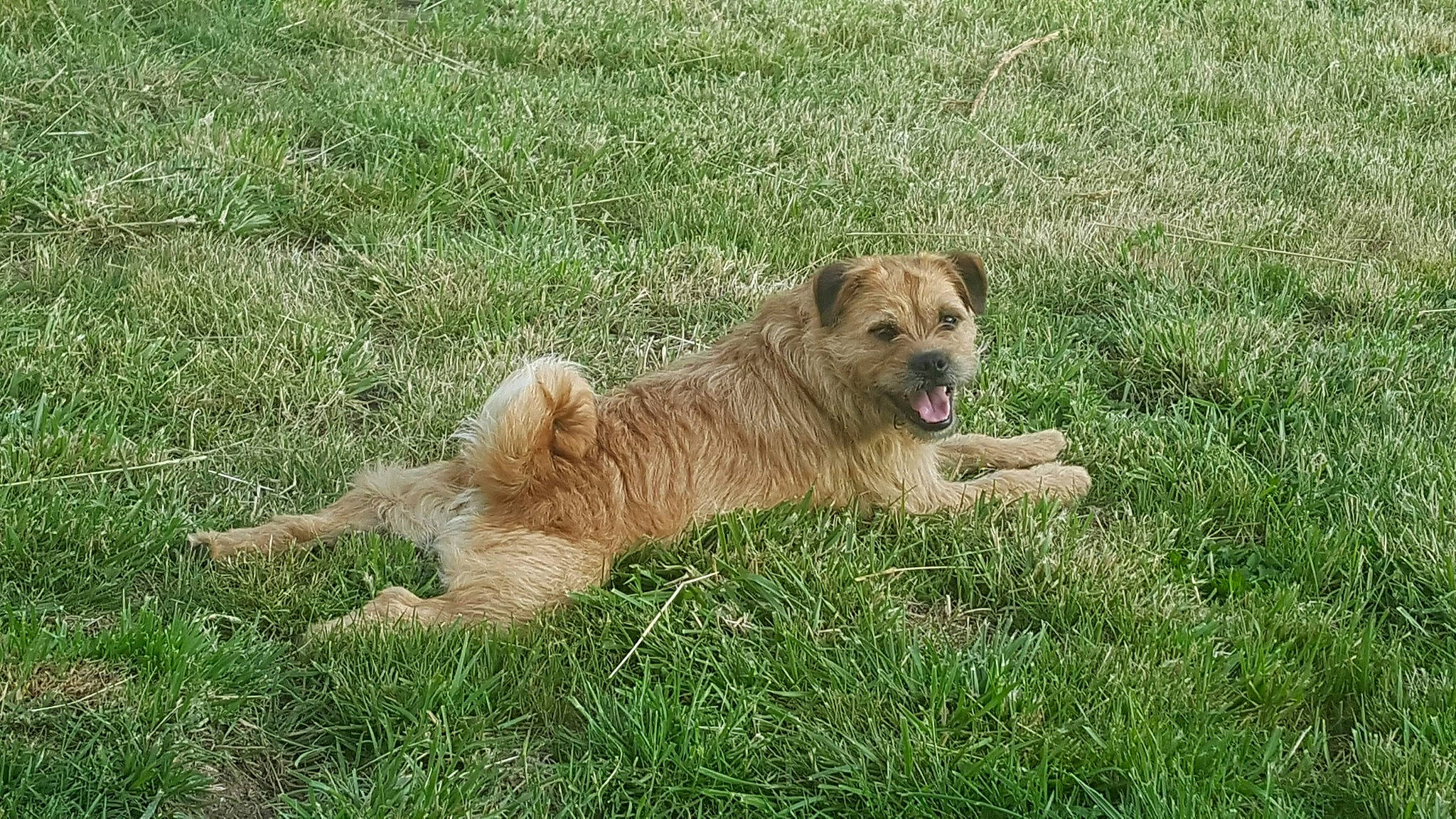 Terry The Terror joined the competition — help win amazing prizes! big_cats, canidae, carnivore, companion_dog, dog, dog_breed, fawn, felidae, fur, grass, grassland, liver, plant, prairie, snout, soil, sporting_group, tail, terrestrial_animal, working_animal