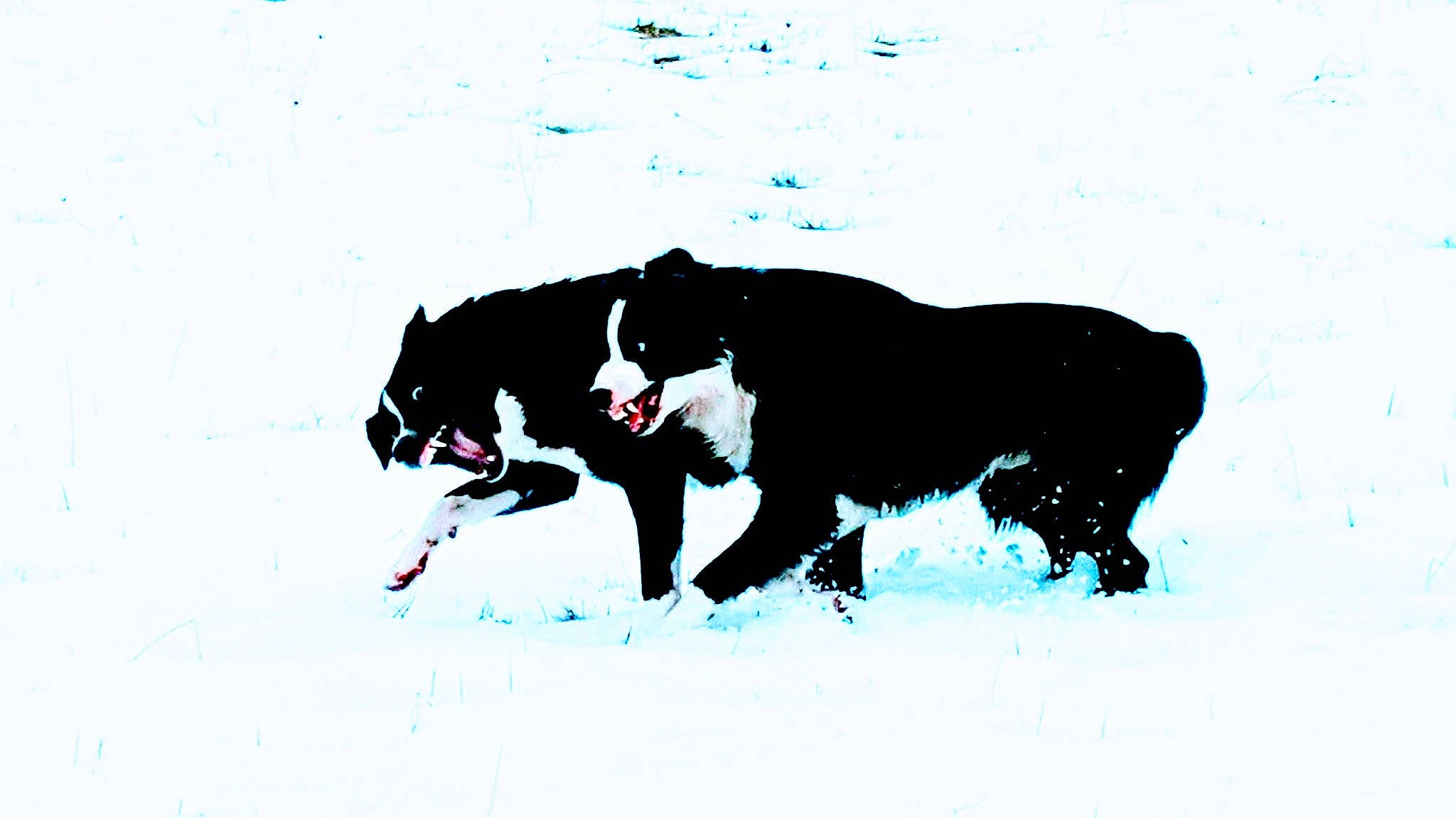 Wilbur Mcnabb joined the competition — help win amazing prizes! art, bovine, carmine, carnivore, dog, dog_breed, drawing, font, graphics, illustration, pack_animal, painting, slope, snout, snow, sporting_group, tail, terrestrial_animal, visual_arts, working_animal