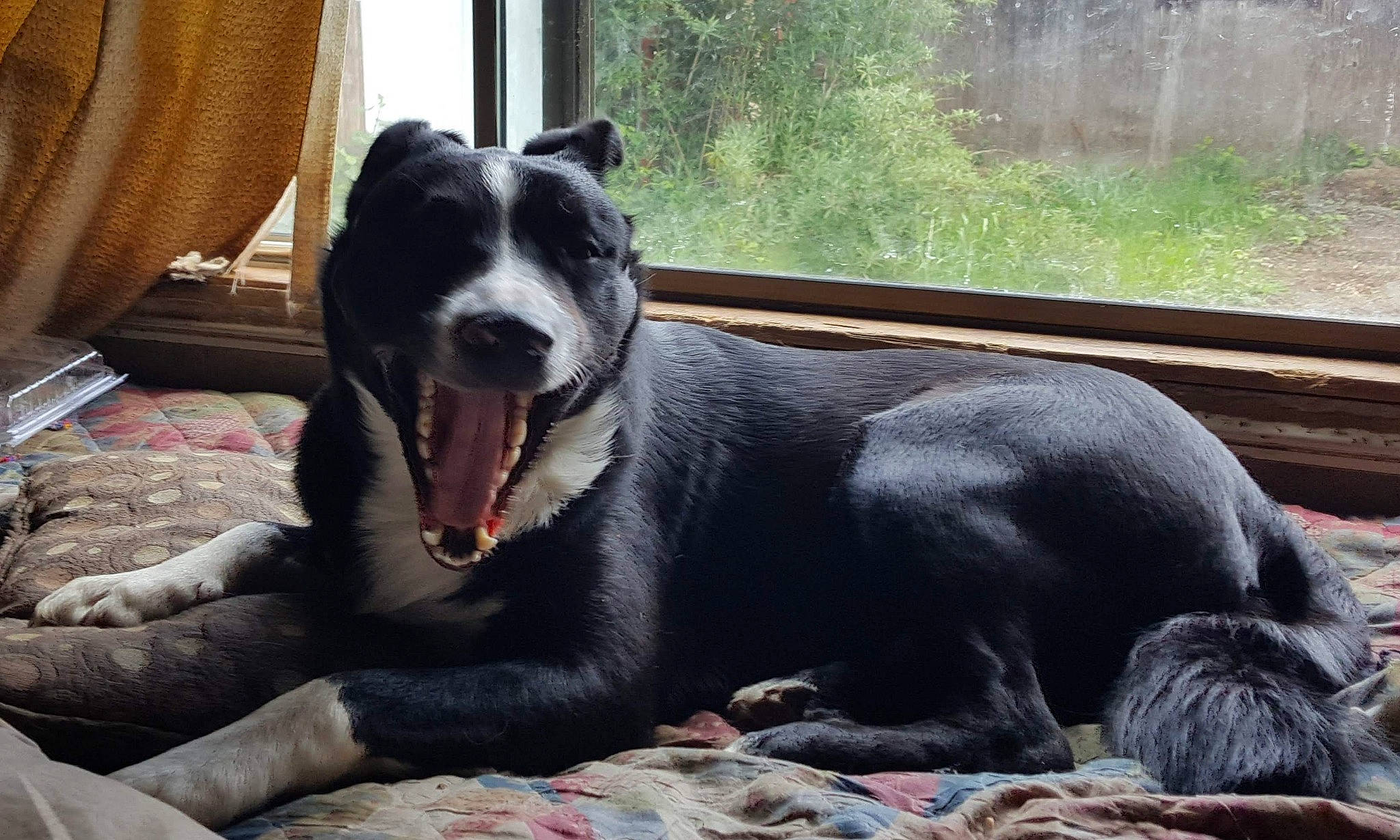 Wilbur Mcnabb is registered to the contest to win money with this photo: borador, canidae, carnivore, collar, companion_dog, curtain, dog, dog_breed, dog_collar, fang, fur, guard_dog, non_sporting_group, plant, snout, sporting_group, terrestrial_animal, whiskers, working_animal, working_dog